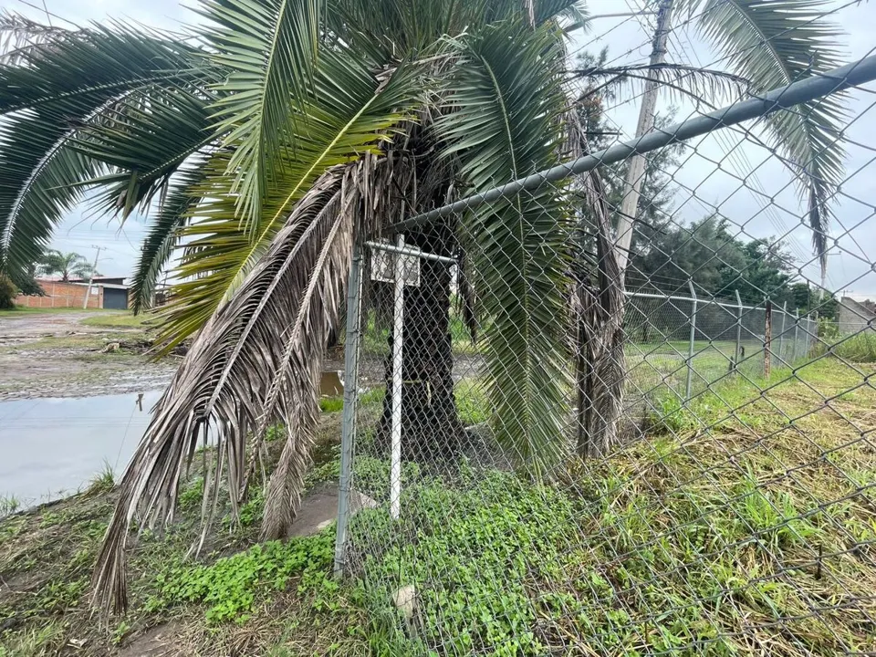 Foto 4 de Terreno en venta Fraccionamiento Los Sauces