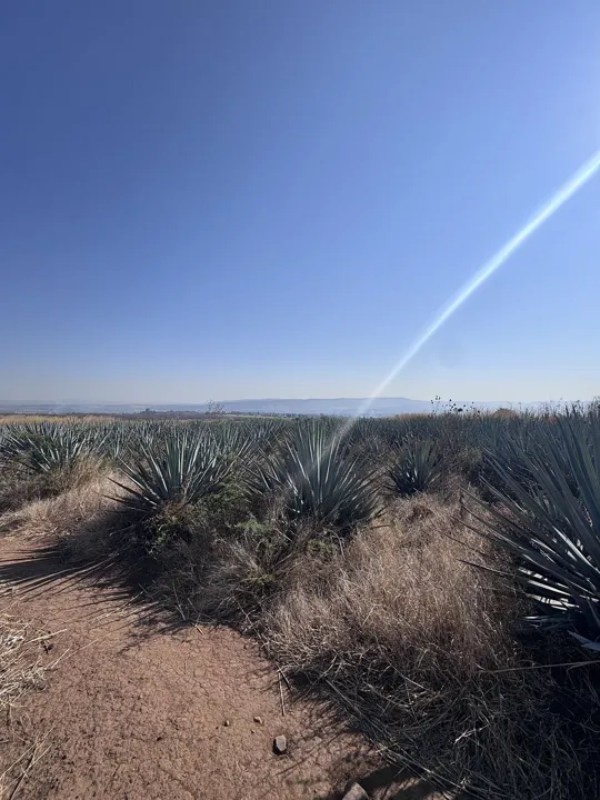 Foto 2 de 🌳 TERRENO EN VENTA A UNOS METROS DEL MACROLIBRAMIENTO EN PUENTE GRANDE TONALÁ