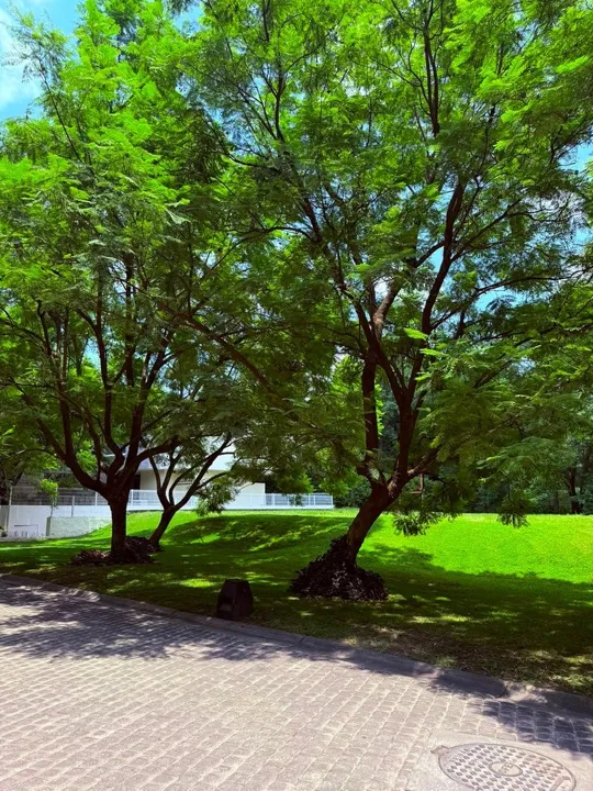 Foto 5 de Terreno en venta en Los Jales