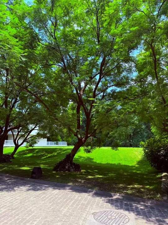 Foto 9 de Terreno en venta en Los Jales