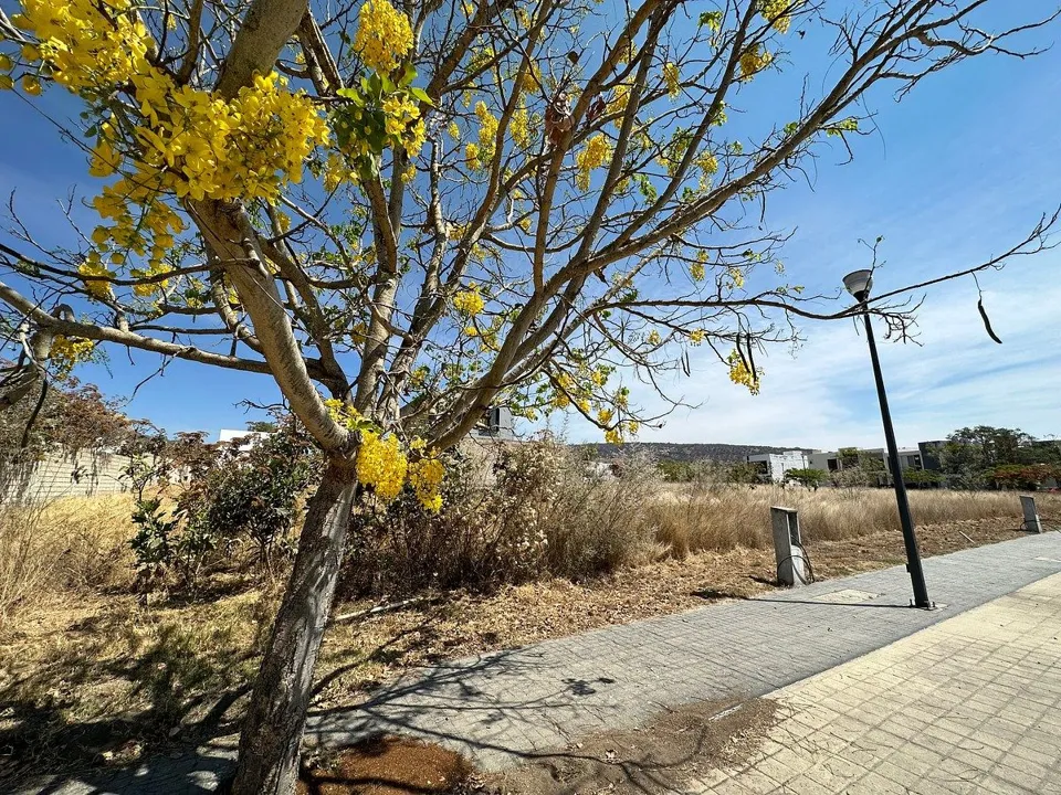 Foto 5 de TERRENO EN VENTA EN MILLAN, SANTA ANITA