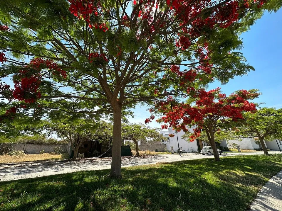 Foto 6 de TERRENO EN VENTA EN MILLAN, SANTA ANITA