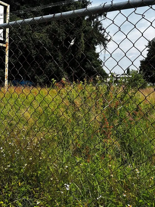 Foto 4 de Terreno en Venta en La Calma en Zapopan, Jalisco