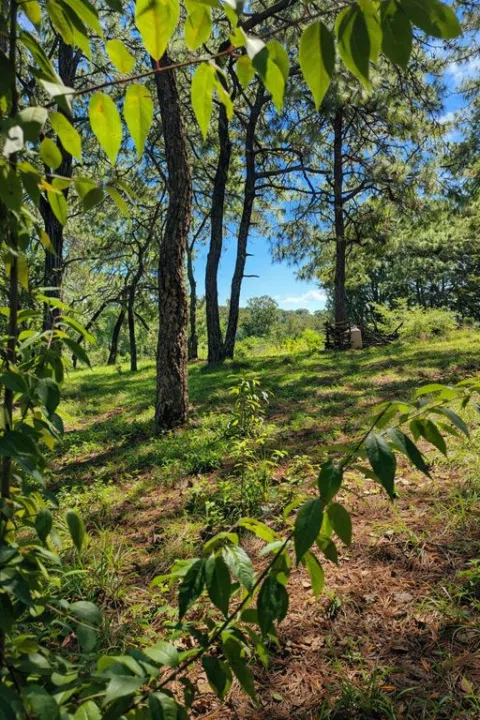 Terreno campestre en bosque cerca de Los Robles Mariano Otero