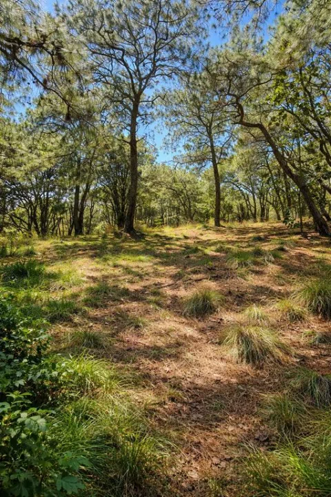Foto 5 de Terreno campestre en bosque cerca de Los Robles Mariano Otero