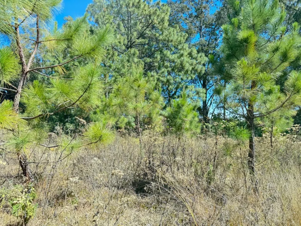 Foto 6 de Terreno campestre en bosque cerca de Los Robles Mariano Otero