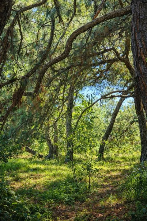 Foto 7 de Terreno campestre en bosque cerca de Los Robles Mariano Otero