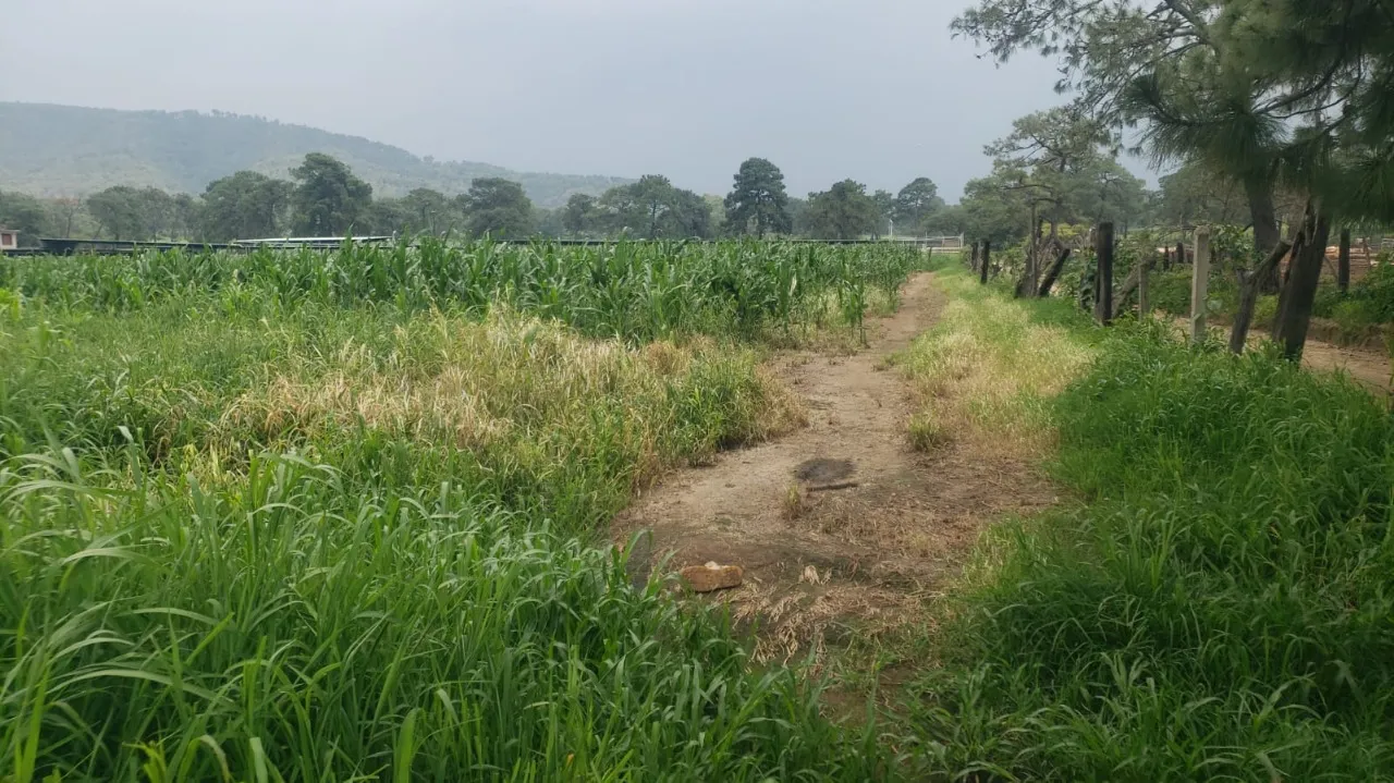 Foto 2 de Terreno en venta en Tesistan, La Venta del Astillero, Zapopan