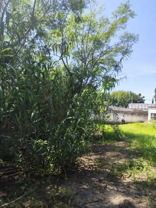 Foto 7 de Terreno en venta en Calle Higuera, ., Tlajomulco de Zúñiga