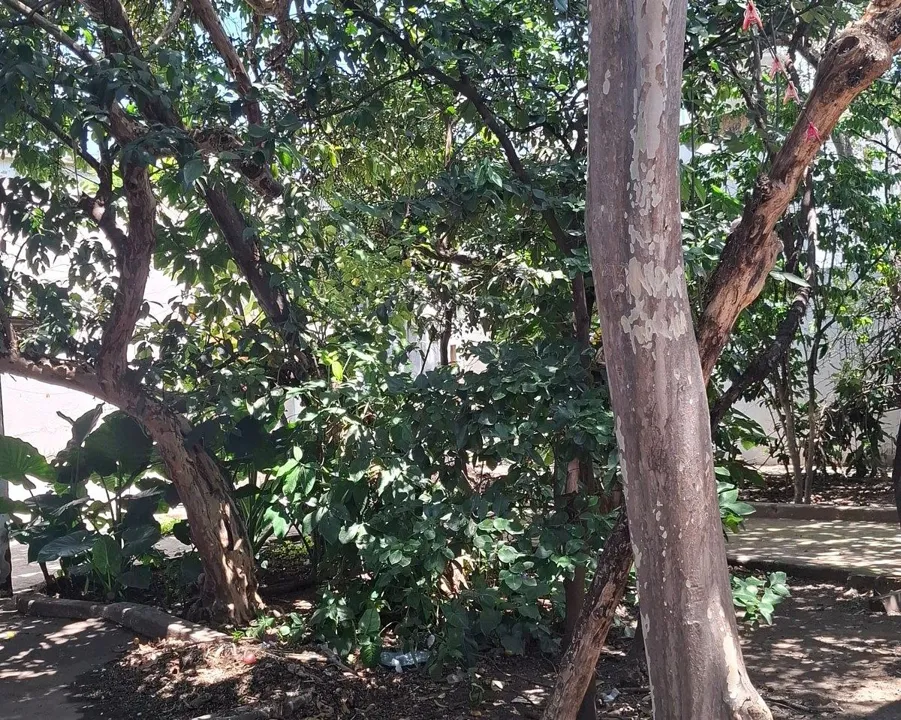 Foto 2 de Terreno en Venta en colonia el Santuario, sector Hidalgo