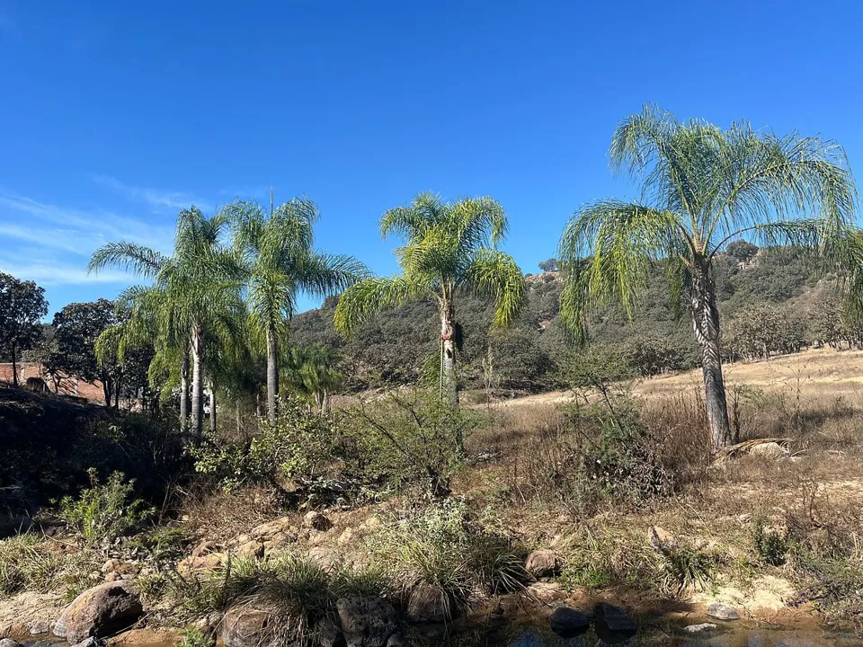 Foto 4 de Terreno en Venta en Milpillas, Tesistan
