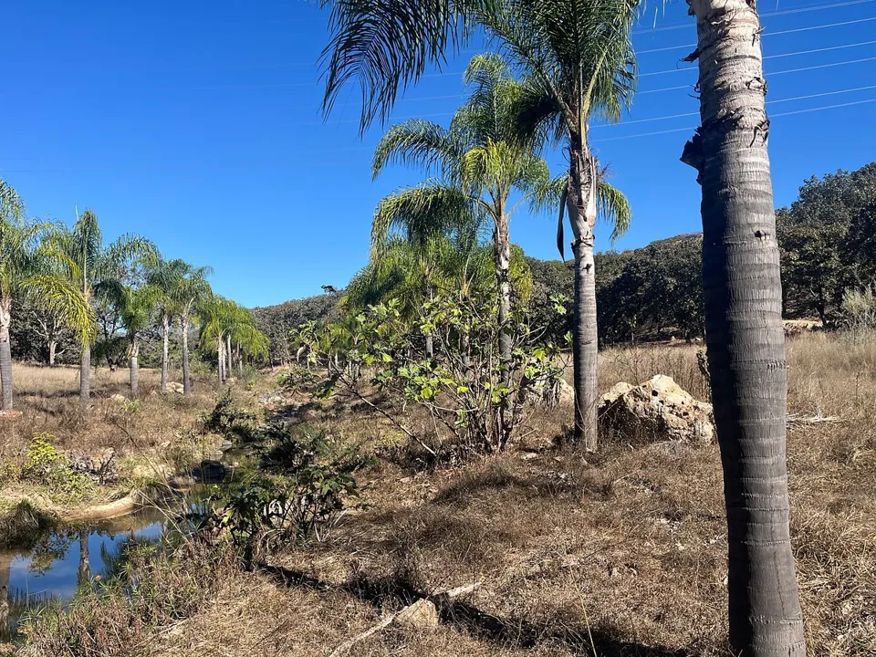 Foto 5 de Terreno en Venta en Milpillas, Tesistan