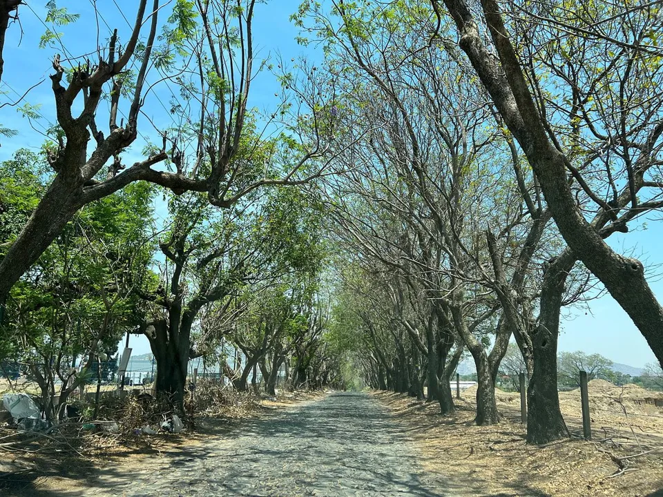 Foto 4 de VENTA TERRENO CAMPESTRE EN COLINAS DEL MARTEL, ZAPOPAN.