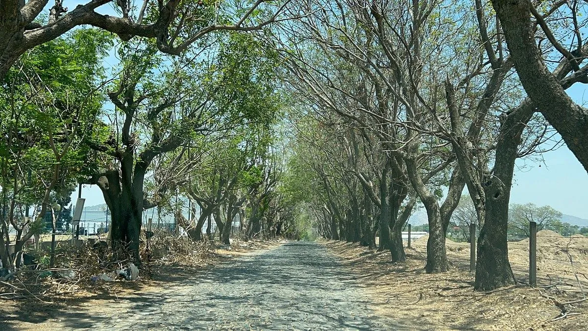 Foto 5 de VENTA TERRENO CAMPESTRE EN COLINAS DEL MARTEL, ZAPOPAN.