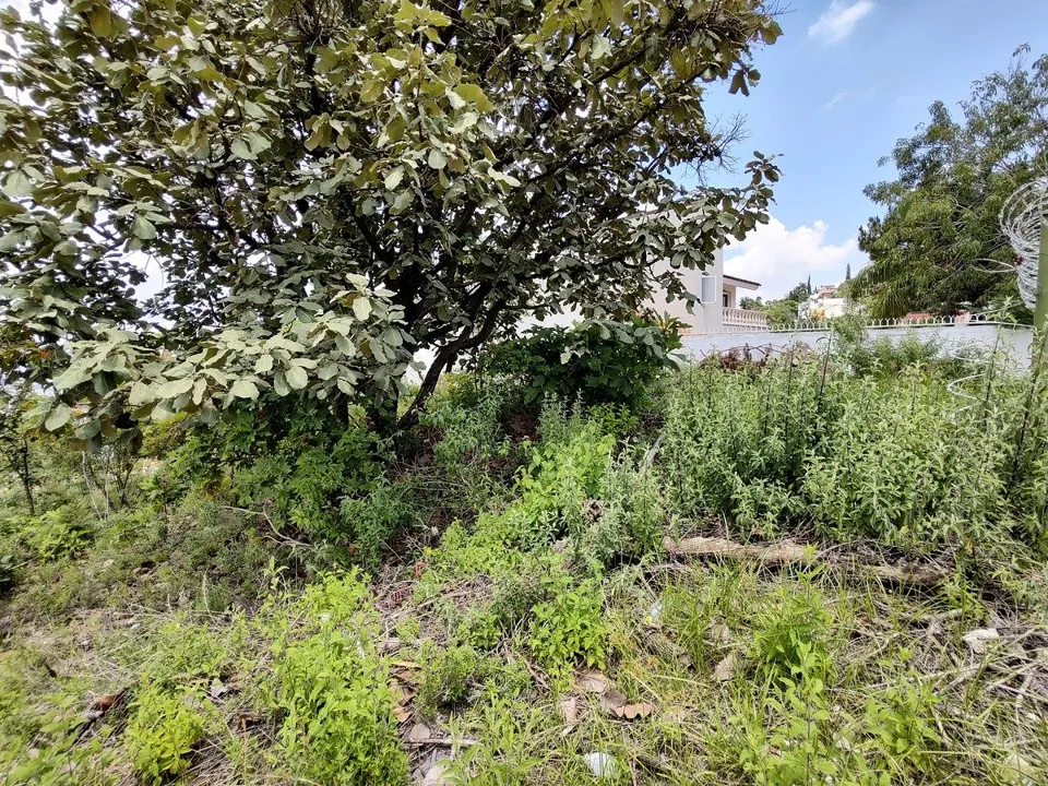 Foto 6 de Terreno en VENTA - Bugambilias 2da Sección - libre de gravamen