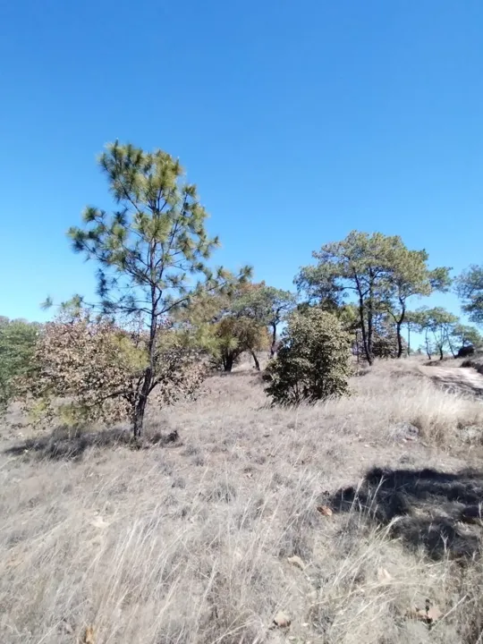 Foto 2 de Terreno en Venta en La Primavera - Ex Hacienda La Primavera
