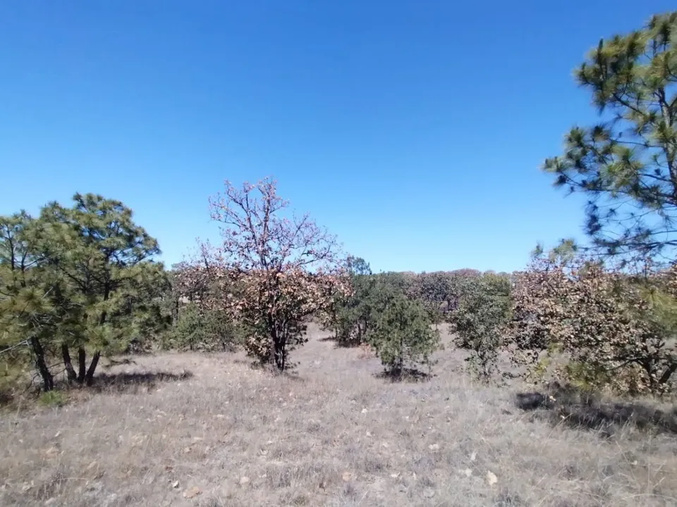 Foto 3 de Terreno en Venta en La Primavera - Ex Hacienda La Primavera
