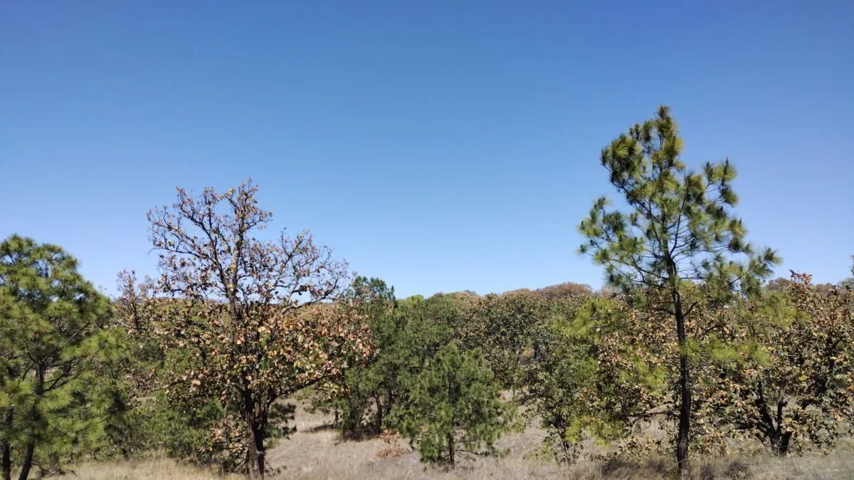 Foto 4 de Terreno en Venta en La Primavera - Ex Hacienda La Primavera