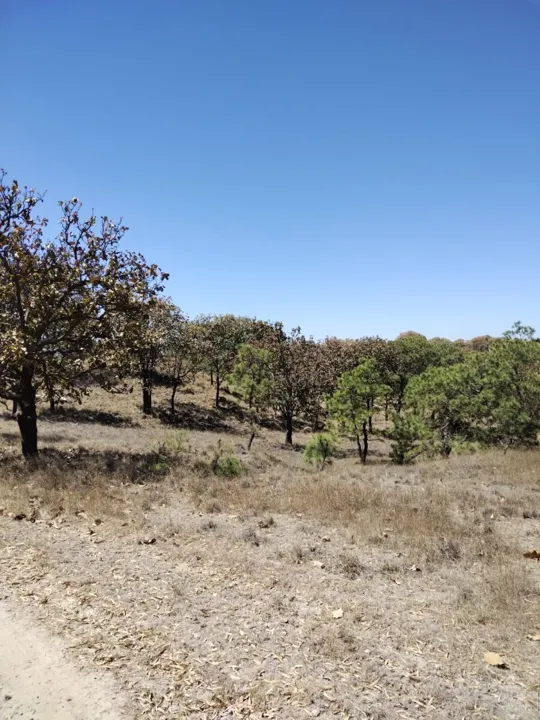 Foto 6 de Terreno en Venta en La Primavera - Ex Hacienda La Primavera