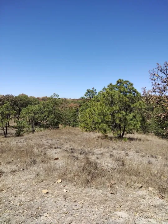 Foto 7 de Terreno en Venta en La Primavera - Ex Hacienda La Primavera