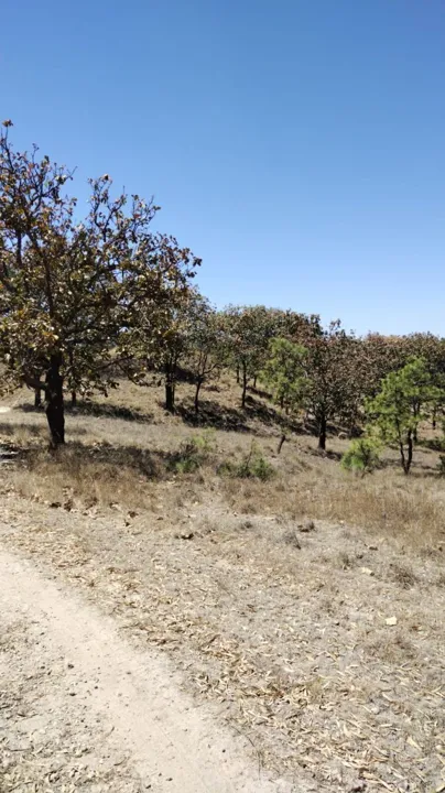 Foto 9 de Terreno en Venta en La Primavera - Ex Hacienda La Primavera