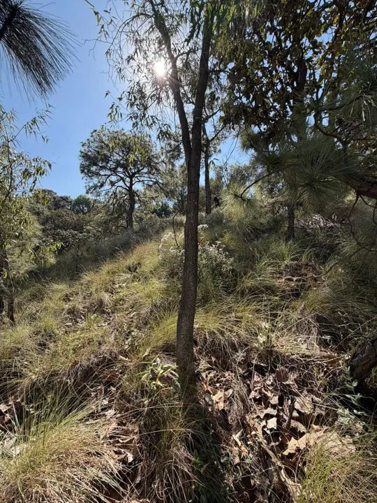 Foto 8 de TERRENO EN VENTA EN DIANA NATURA RESIDENCIAL