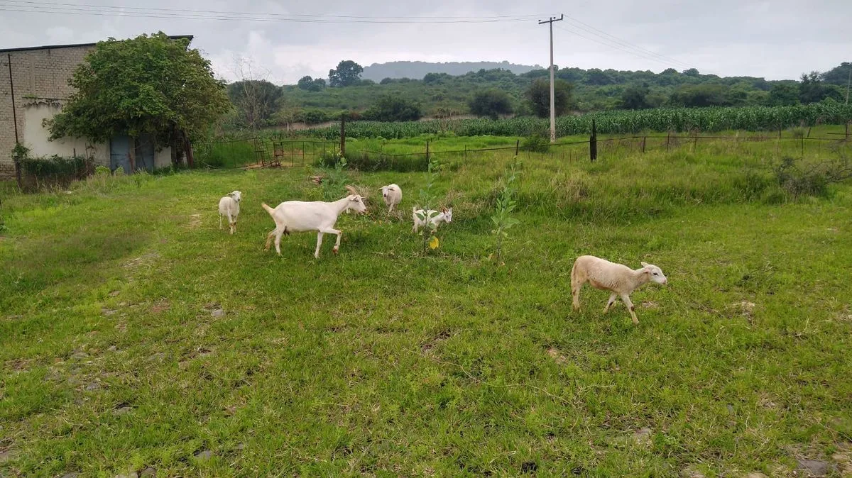 Foto 5 de EN VENTA TERRENO  LA COFRADIA, TLAJOMULCO JALISCO.