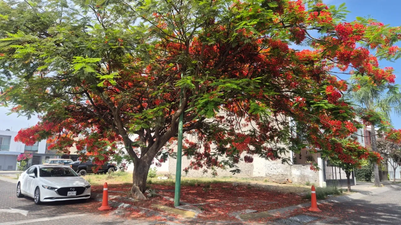 Foto 2 de Terreno en venta en Rinconada de Los Naranjos, Real de Valdepeñas, Zapopan