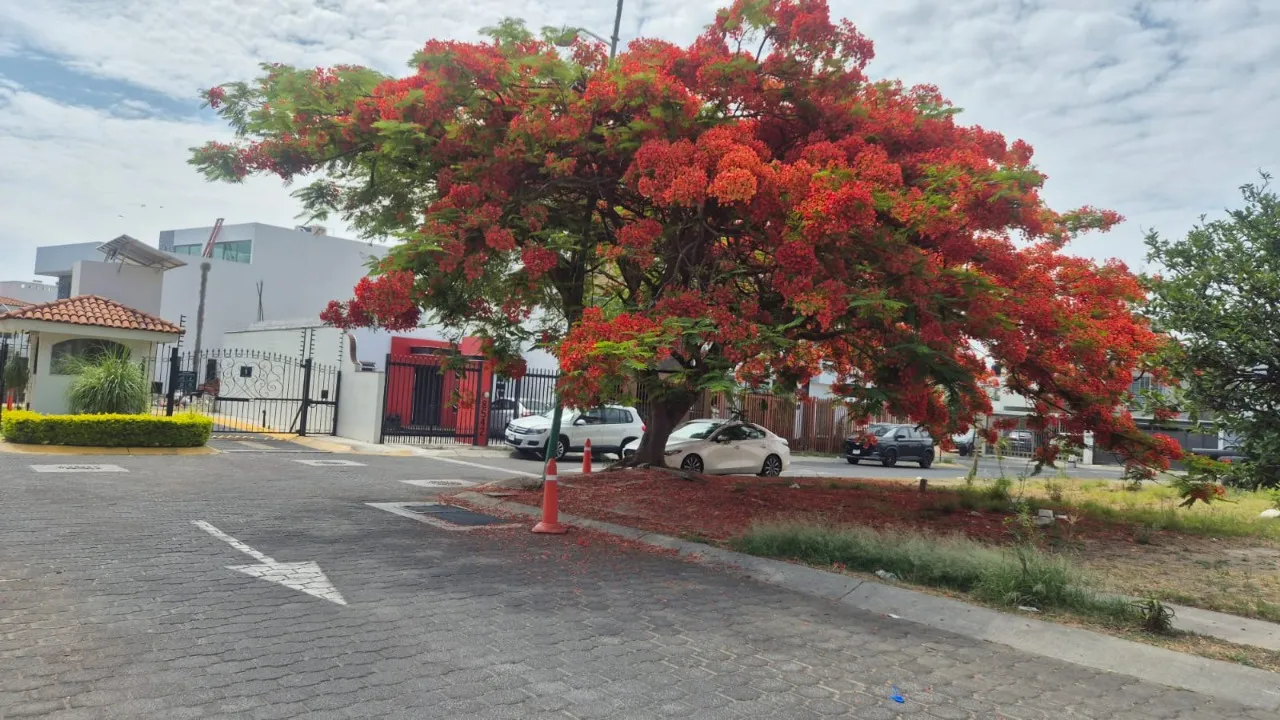 Foto 3 de Terreno en venta en Rinconada de Los Naranjos, Real de Valdepeñas, Zapopan