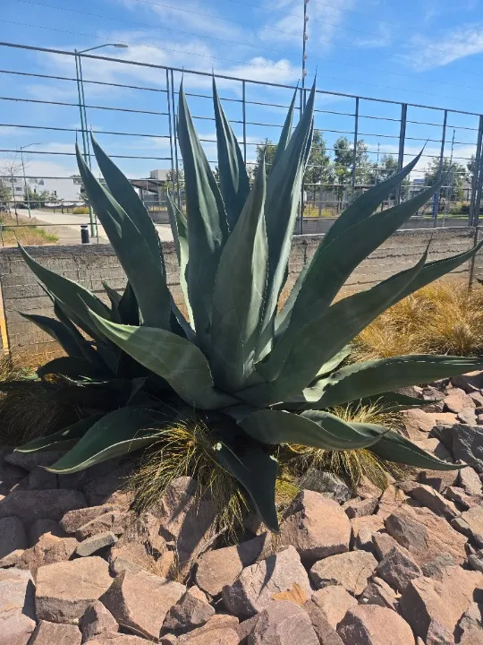 Foto 4 de Terreno en venta en Calle Paseo del Norte, Parques Vallarta, Zapopan