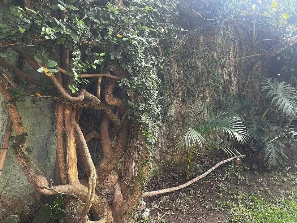 Foto 4 de Terreno  en Venta en Tlajomulco de Zuñiga , Jalisco
