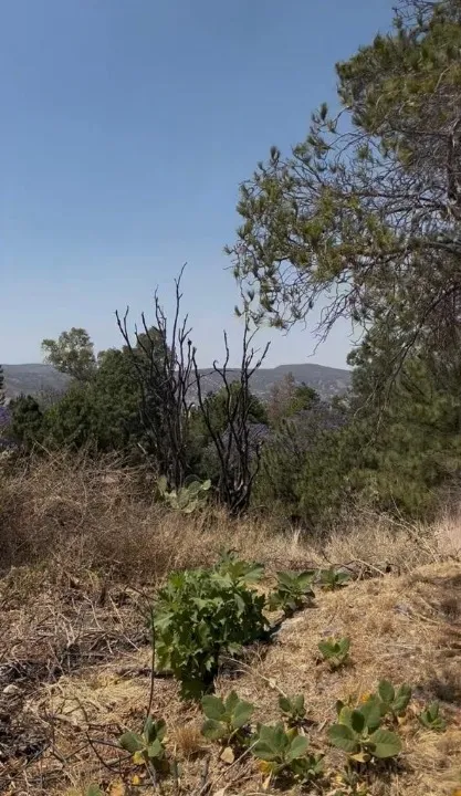 Foto 2 de Terreno en venta en P DEL RENO , BUGAMBILIAS, TLAJOMULCO