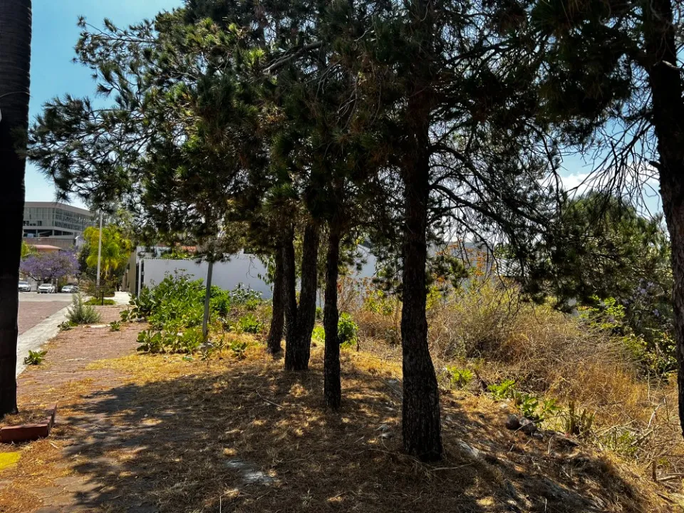 Foto 7 de Terreno en venta en P DEL RENO , BUGAMBILIAS, TLAJOMULCO