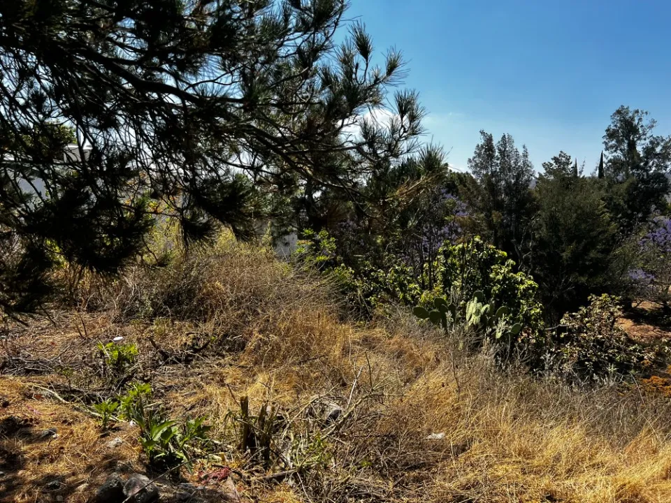 Foto 9 de Terreno en venta en P DEL RENO , BUGAMBILIAS, TLAJOMULCO