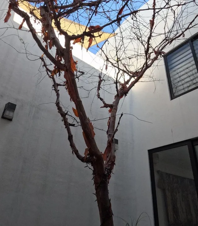 Foto 7 de JARDÍN REAL | DISEÑO ÚNICO CON PATIO CENTRAL Y 4 COCHERAS