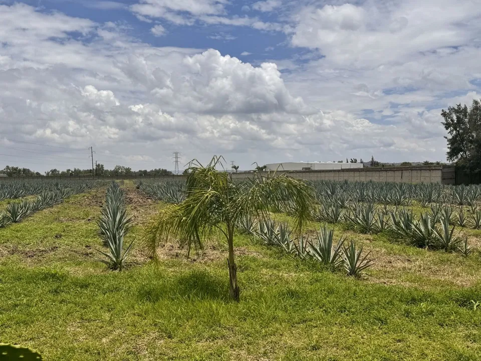 Foto 4 de TERRENO EN VENTA EN TLAJOMULCO DE ZUÑIGA, JAL.