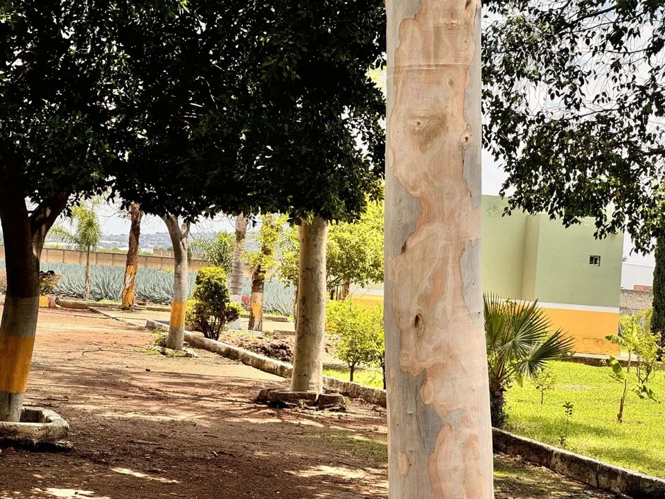 Foto 7 de TERRENO EN VENTA EN TLAJOMULCO DE ZUÑIGA, JAL.