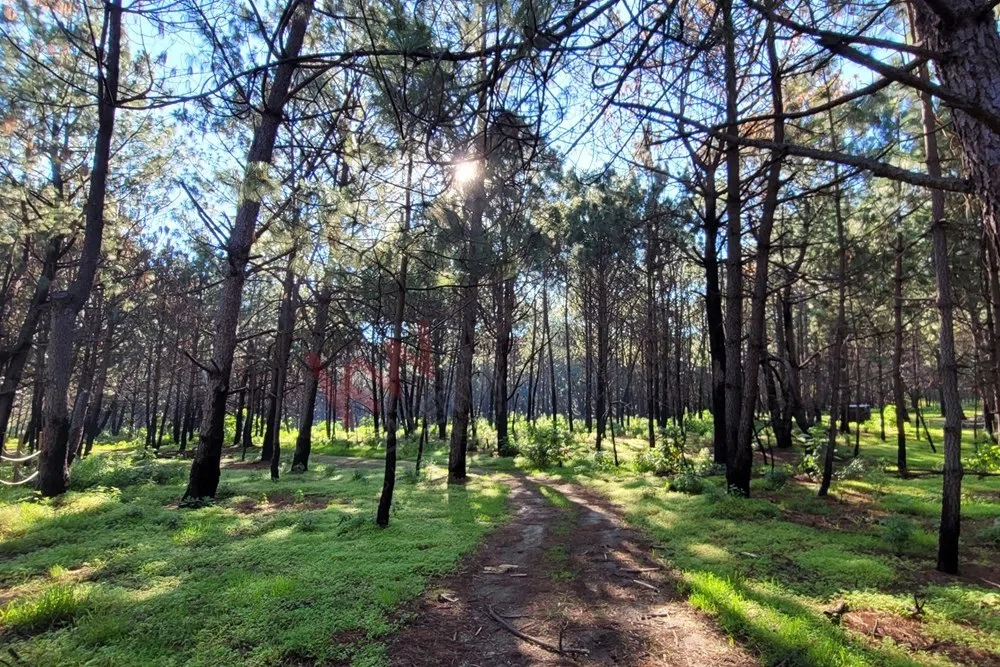 Foto 9 de Venta  de Terreno en el Bosque de la Primavera En Jalisco Lote 2